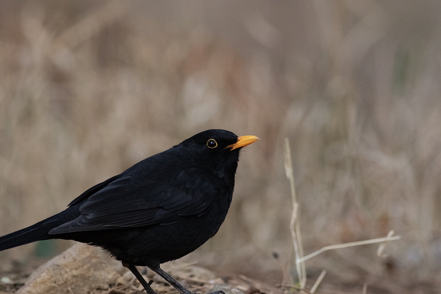 Eurasian Blackbird